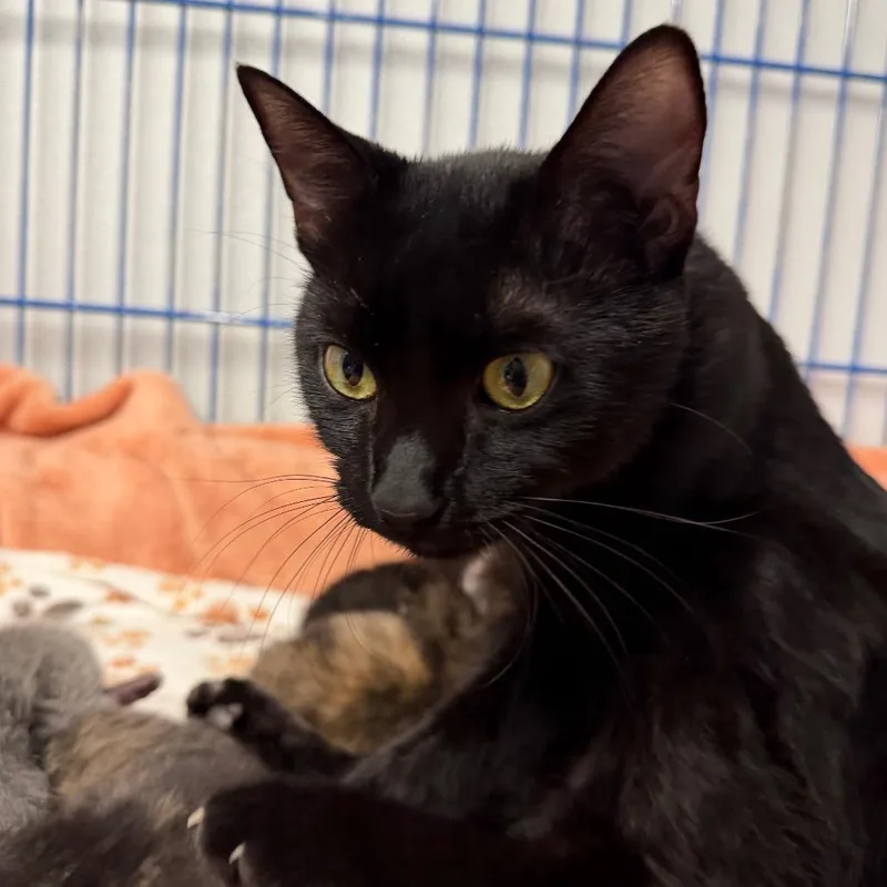 Cloverleaf thumbnail 2