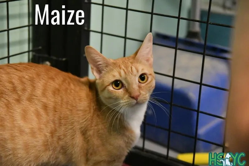 Maize thumbnail 4