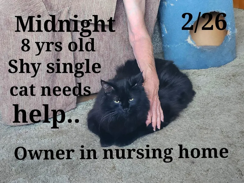 Midnight thumbnail 2