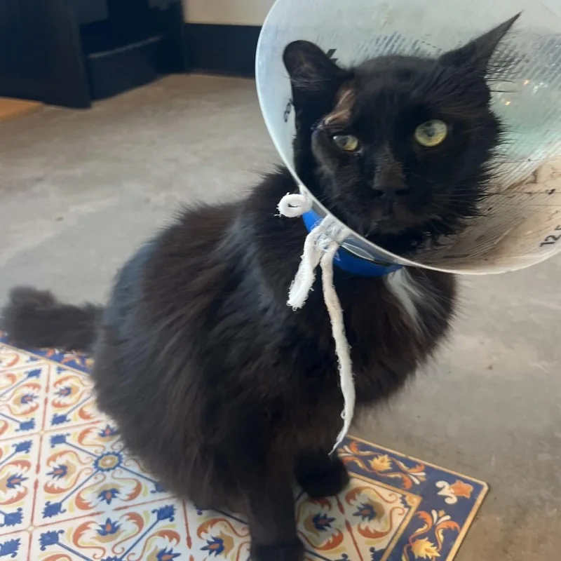 Midnight thumbnail 2