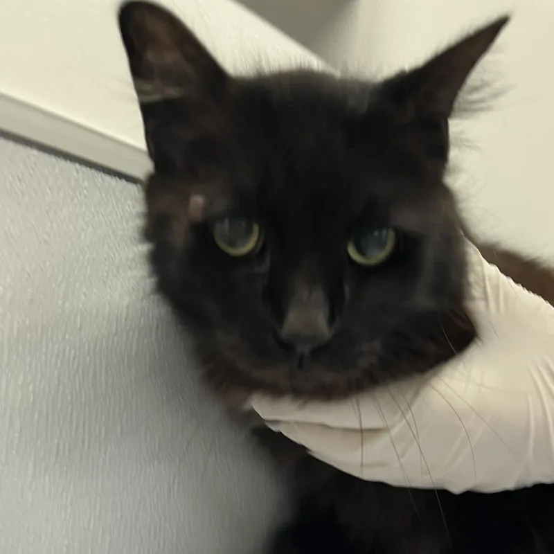 Midnight thumbnail 3