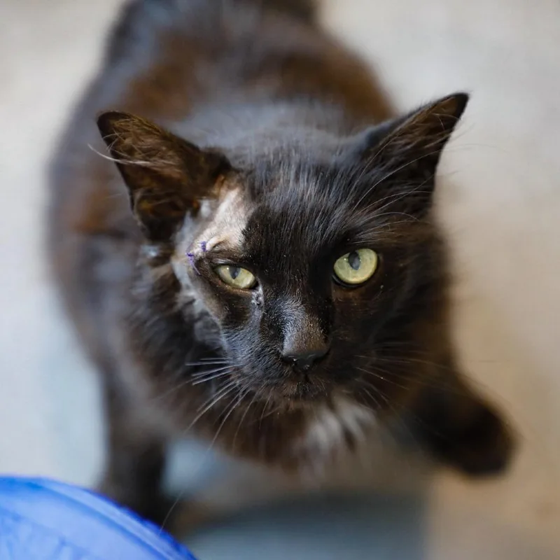 Midnight thumbnail 4