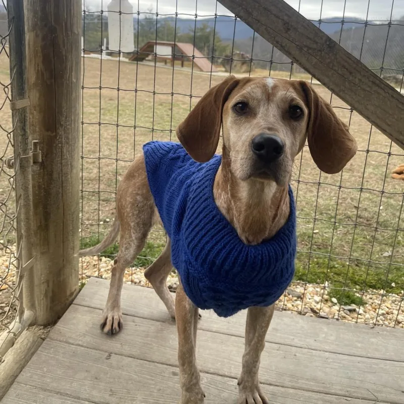 Snicker Doodle thumbnail 3