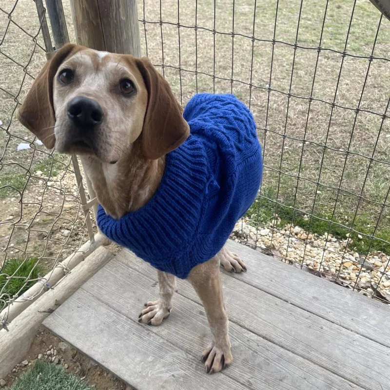 Snicker Doodle thumbnail 4