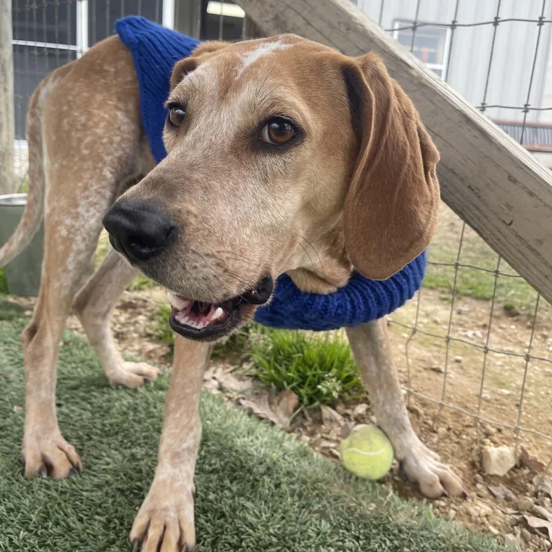 Snicker Doodle thumbnail 5