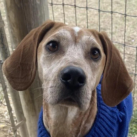 Snicker Doodle thumbnail 6