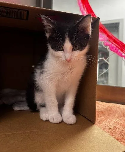 Ham  Bonded With thumbnail 2