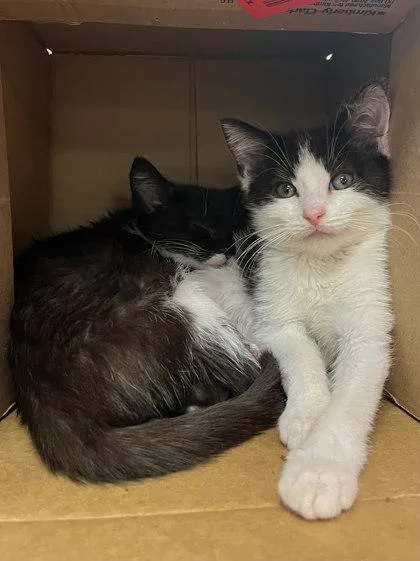 Prosciutto  Bonded With