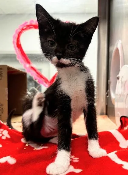 Prosciutto  Bonded With thumbnail 2