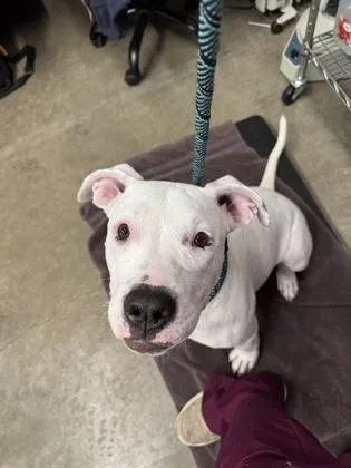 Strawberry thumbnail 2