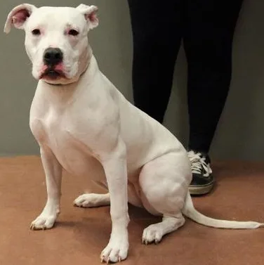 Strawberry thumbnail 3