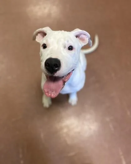 Strawberry thumbnail 4