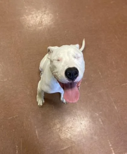 Strawberry thumbnail 5