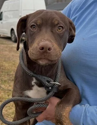 Pup Hershey thumbnail 2