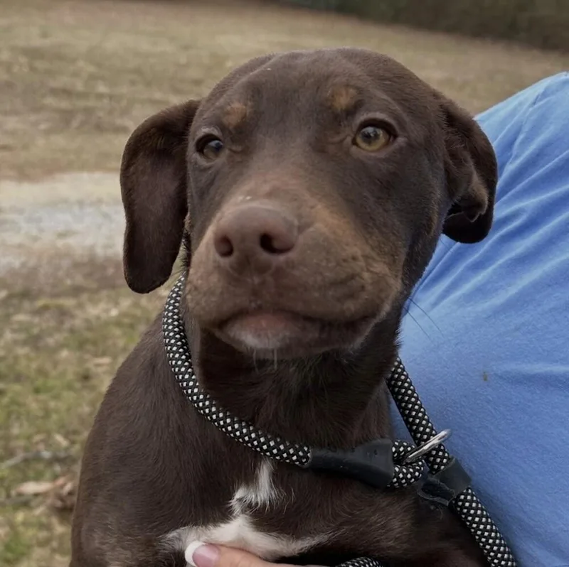 Pup Hershey thumbnail 3