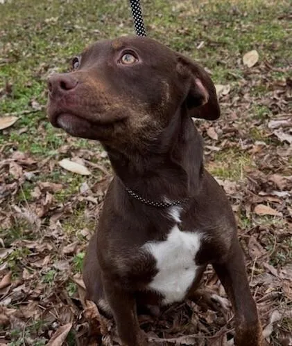 Pup Hershey thumbnail 4