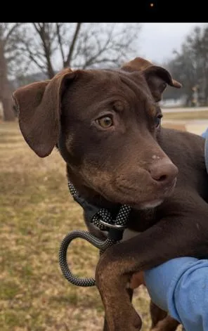 Pup Hershey thumbnail 5