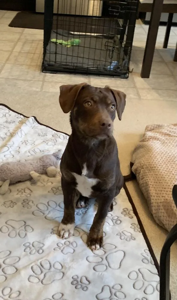 Pup Hershey thumbnail 6