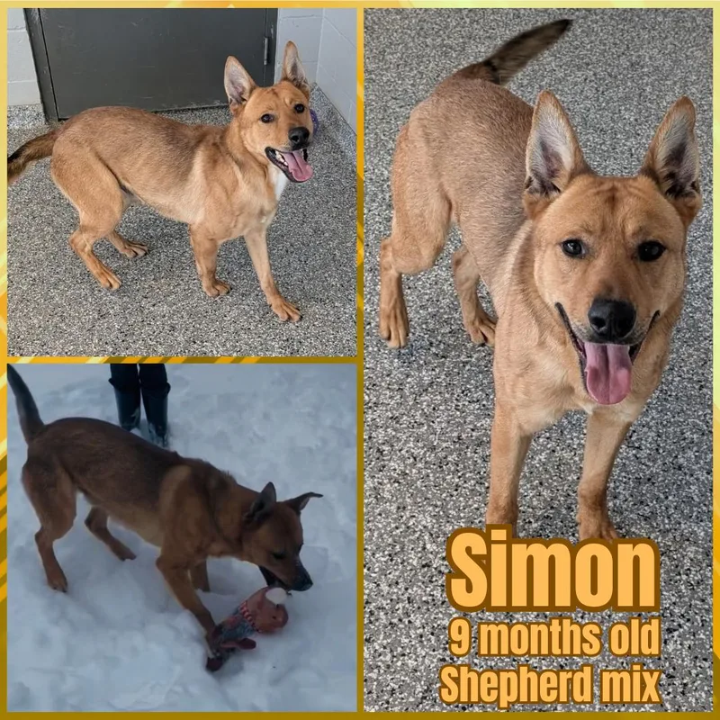 Simon