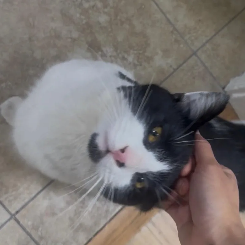 Buster Brown thumbnail 2