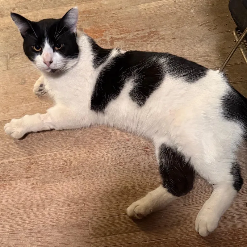 Buster Brown thumbnail 3