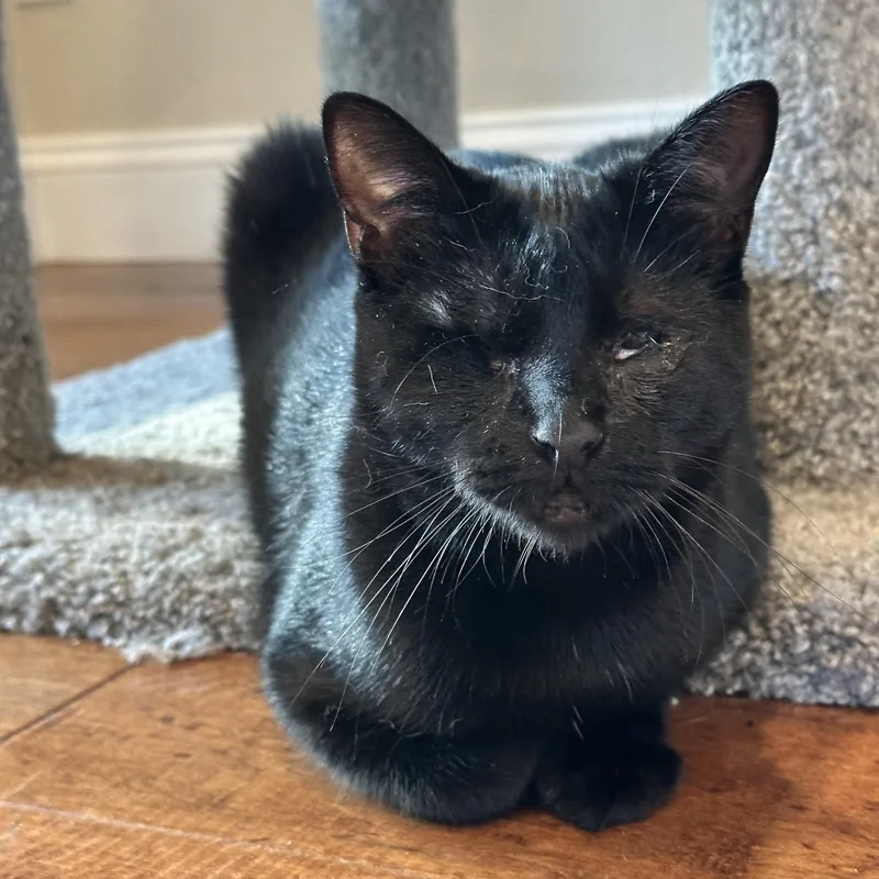 A young medium-sized female Black Domestic Short Hair cat named Luna for adoption in Visalia, CA