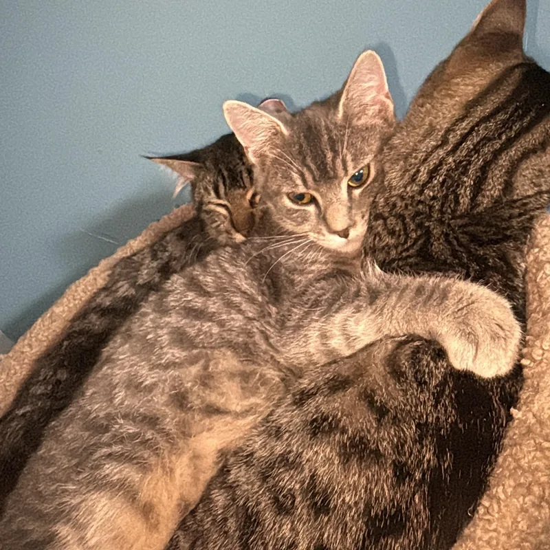 Ash & Aspen thumbnail 2