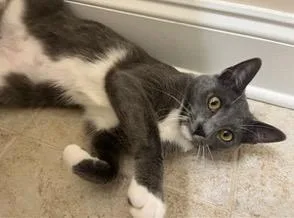 A young medium-sized female Domestic Short Hair cat named Luna for adoption in Evans, GA