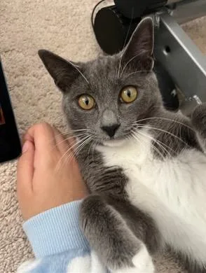 Luna thumbnail 2