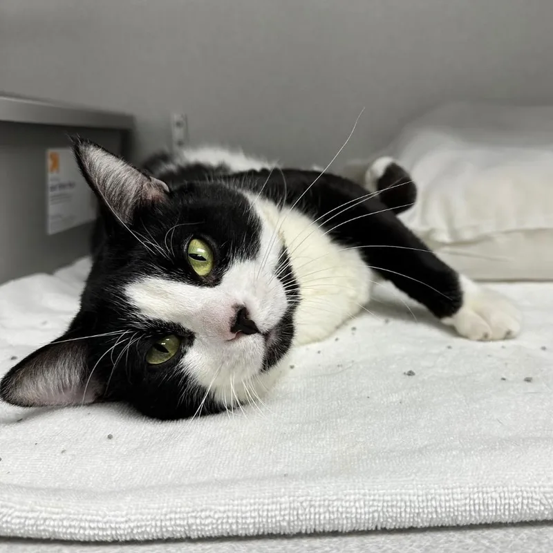 Porkchop thumbnail 2