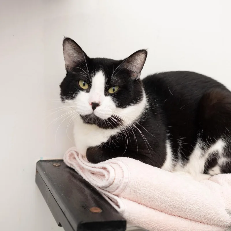 Porkchop thumbnail 3