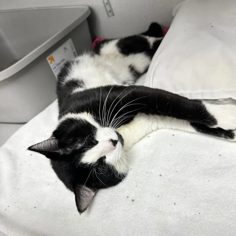 Porkchop thumbnail 4