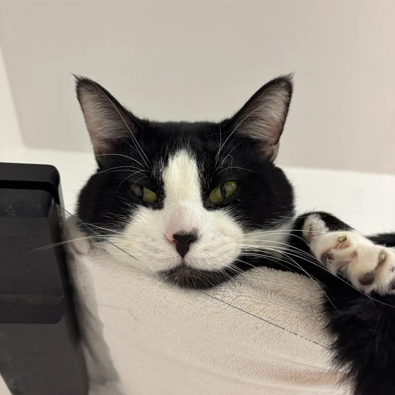 Porkchop thumbnail 5