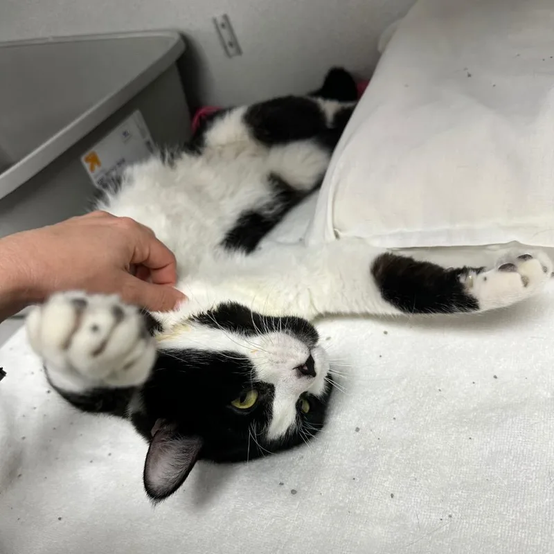 Porkchop thumbnail 6