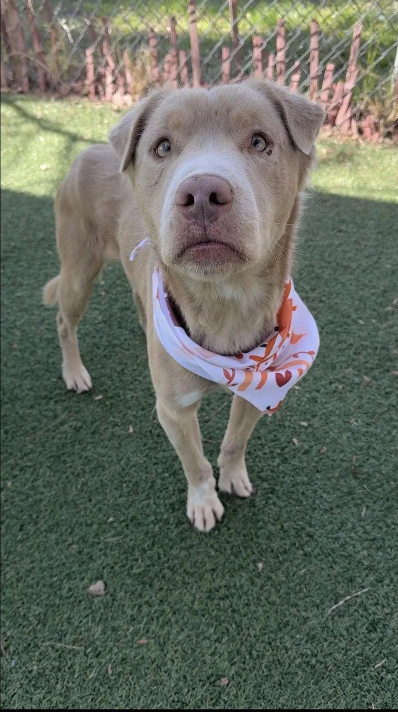 Thaddeus thumbnail 2