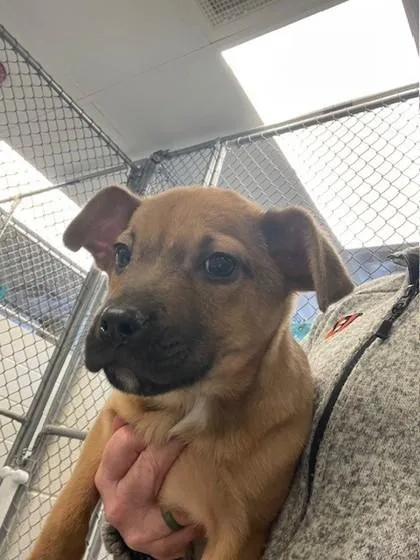 A baby medium-sized female Mixed Breed dog named Baby for adoption in Batavia, OH