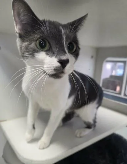 The Magician thumbnail 2