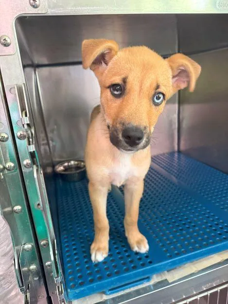 Iced Tea thumbnail 2