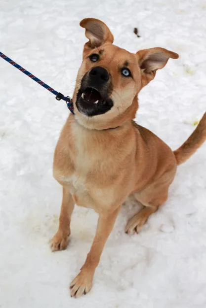 Iced Tea thumbnail 3