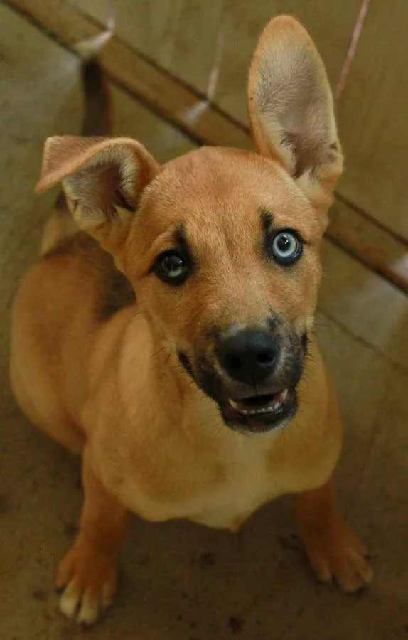 Iced Tea thumbnail 4