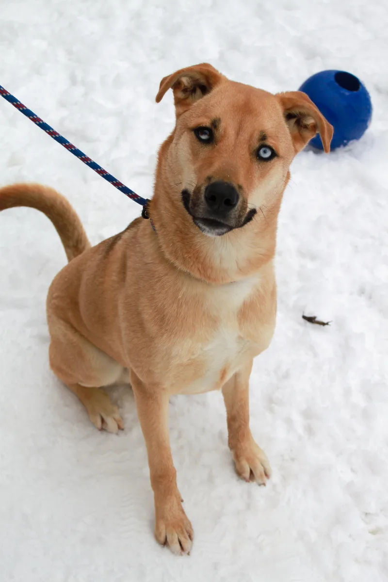 Iced Tea thumbnail 5