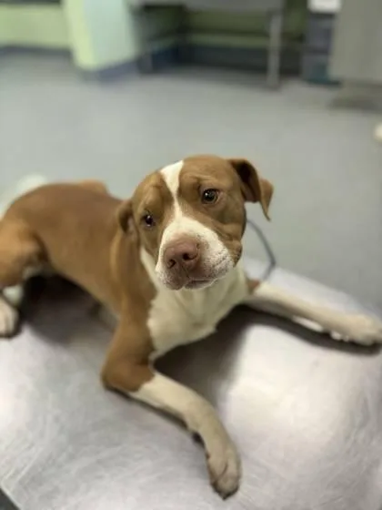 Bacon Bits thumbnail 2