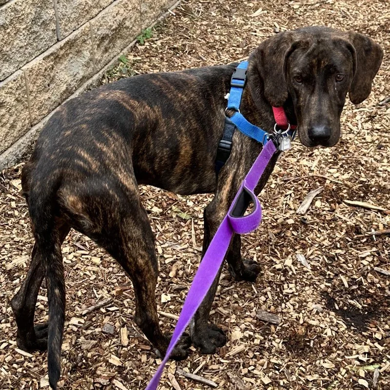 Darcy Fka Scout thumbnail 2