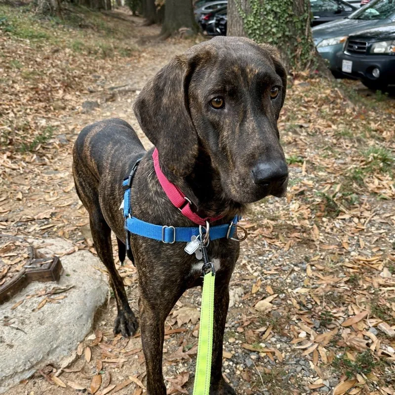 Darcy Fka Scout thumbnail 3