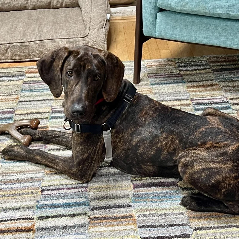 Darcy Fka Scout thumbnail 4