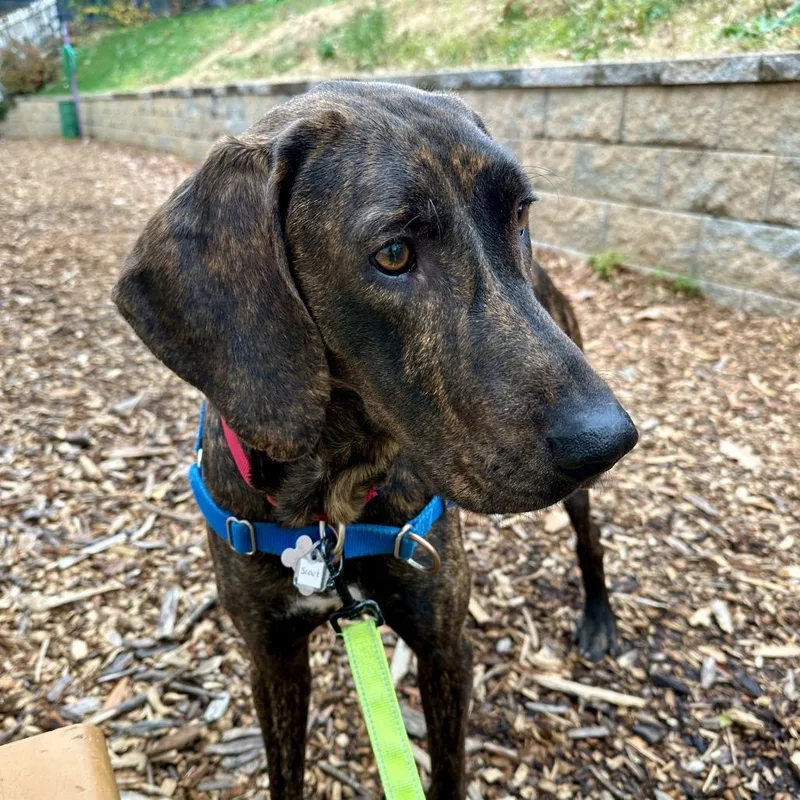 Darcy Fka Scout thumbnail 5