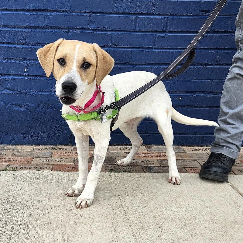 Sunny Day Fka Peaches