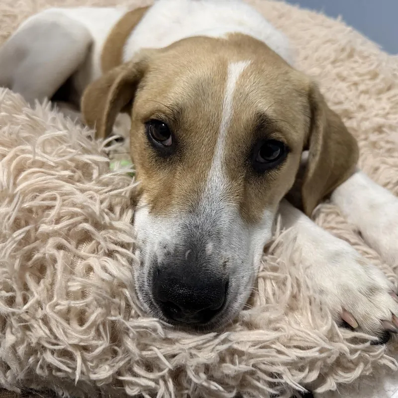 Sunny Day Fka Peaches thumbnail 5