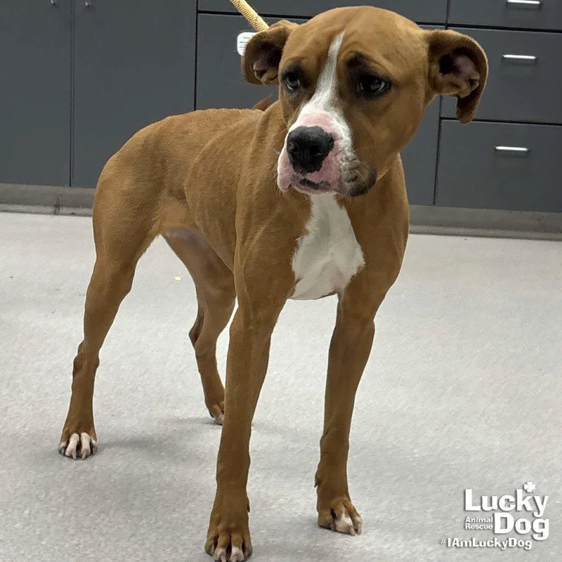 Cilantro thumbnail 2