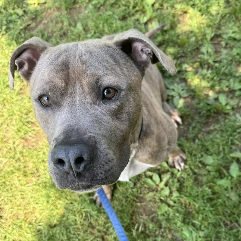 Muenster thumbnail 2